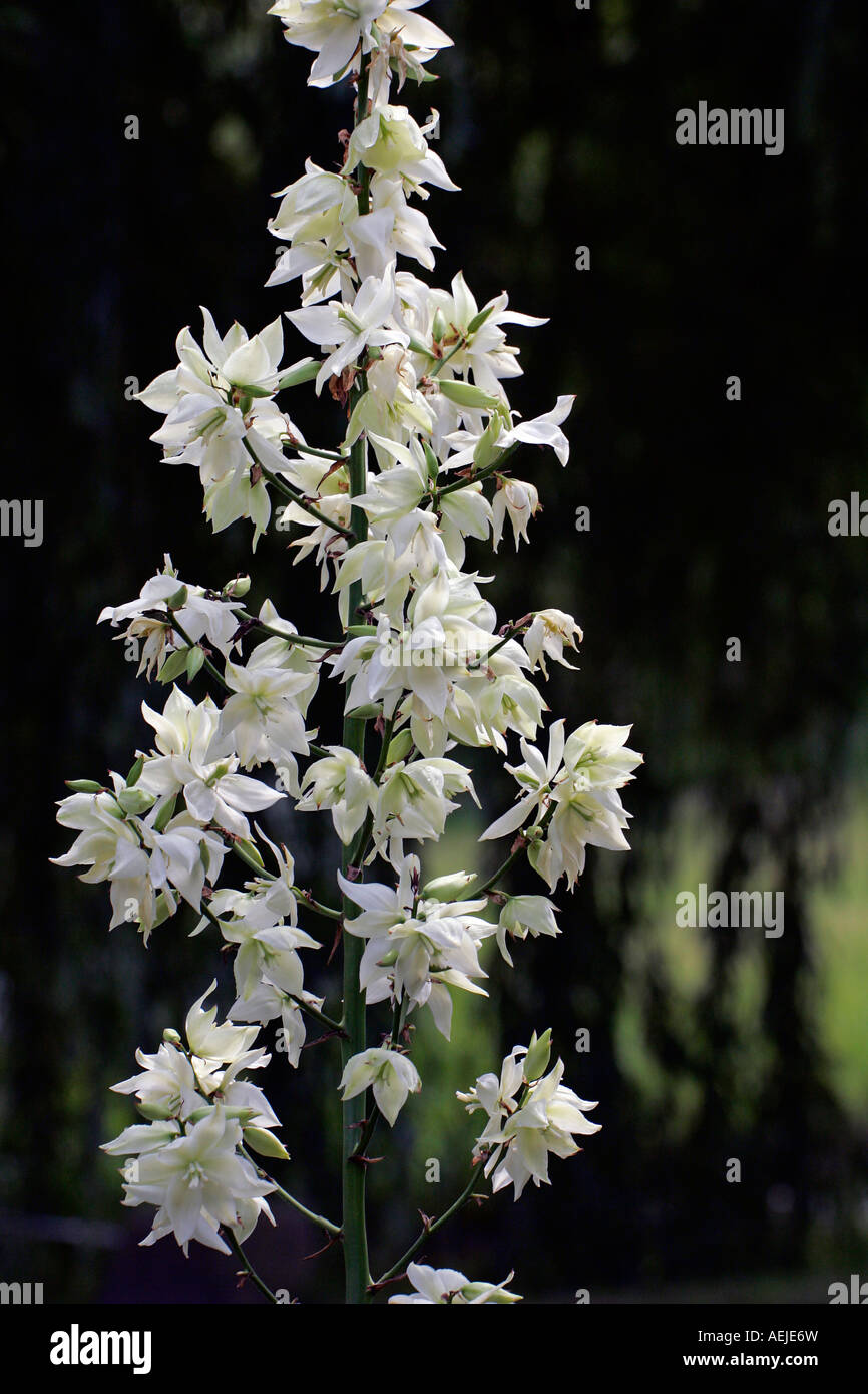 Flowering Spoonleaf Yucca - Adam`s Needle (Yucca filamentosa cultivar Schneetanne) Stock Photo